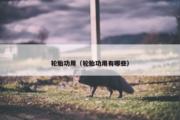 轮胎功用（轮胎功用有哪些）