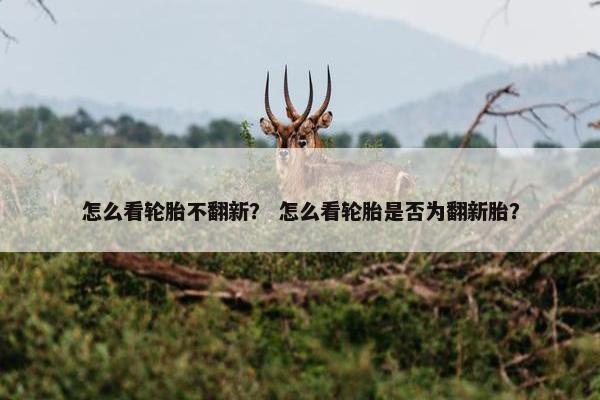 怎么看轮胎不翻新？ 怎么看轮胎是否为翻新胎？